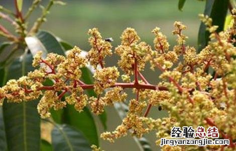 芒果过早开花的预防措施 芒果开花结果后管理