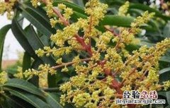 芒果过早开花的预防措施 芒果开花结果后管理