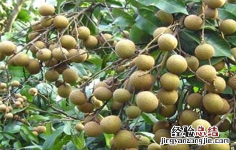 龙眼不结果怎么办视频 龙眼不结果怎么办