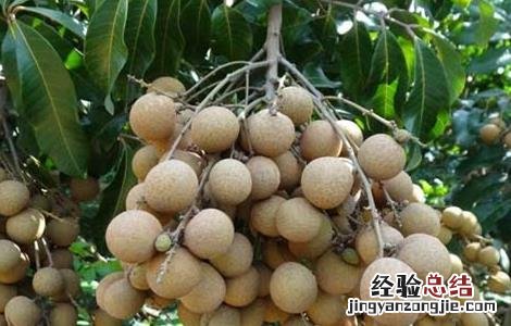 龙眼不结果怎么办视频 龙眼不结果怎么办