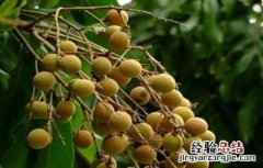 龙眼不结果怎么办视频 龙眼不结果怎么办