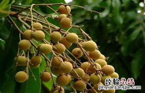 龙眼不结果怎么办视频 龙眼不结果怎么办