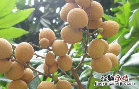 龙眼不结果怎么办视频 龙眼不结果怎么办