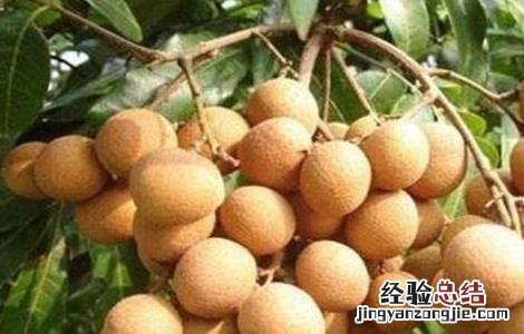 龙眼怎么种产量高 龙眼产量高吗