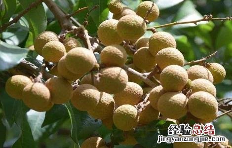 龙眼怎么种产量高 龙眼产量高吗