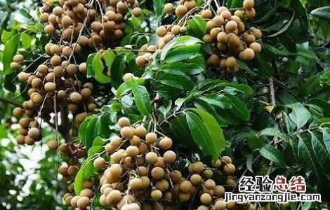 龙眼怎么种产量高 龙眼产量高吗