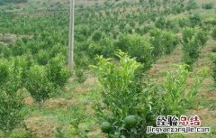 柑橘施肥注意事项和禁忌 柑橘施肥注意事项