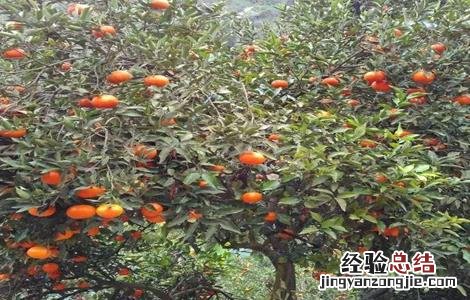 柑橘施肥注意事项和禁忌 柑橘施肥注意事项