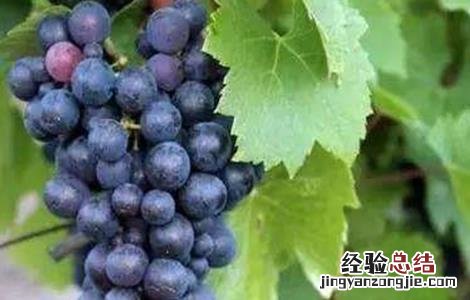 葡萄缺素症状及解决方法视频 葡萄缺素症状及解决方法