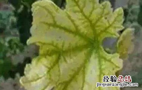 葡萄缺素症状及解决方法视频 葡萄缺素症状及解决方法
