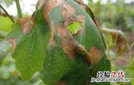 葡萄缺素症状及解决方法视频 葡萄缺素症状及解决方法