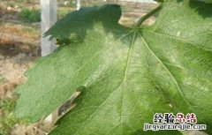 葡萄缺素症状及解决方法视频 葡萄缺素症状及解决方法