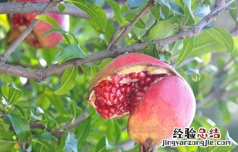 石榴药害症状及补救措施 石榴药害症状及补救措施视频