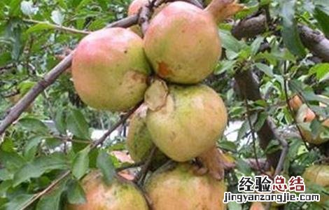 石榴药害症状及补救措施 石榴药害症状及补救措施视频