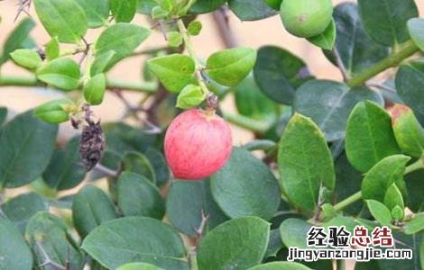 金星果繁殖方法视频 金星果繁殖方法