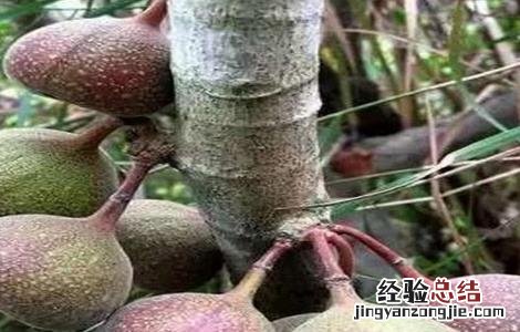 金星果繁殖方法视频 金星果繁殖方法