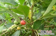 金星果繁殖方法视频 金星果繁殖方法