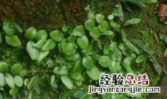 抱石莲的功效与作用 抱石莲的功效与作用及图片 食用方法