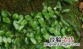 抱石莲的功效与作用 抱石莲的功效与作用及图片 食用方法