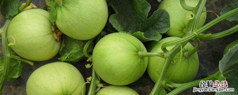 香瓜和甜瓜的区别 甜瓜和香瓜的区别有哪些?甜瓜的常见品种有哪些?[图]