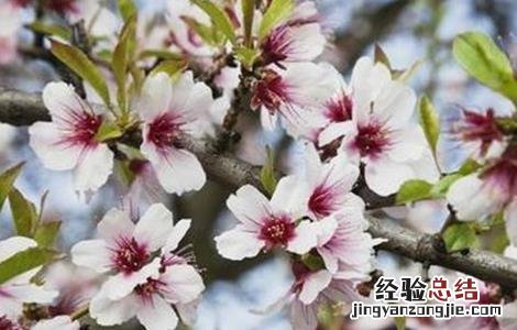 杏树花果期管理要点 杏树幼果期管理