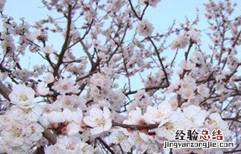 杏树花果期管理要点 杏树幼果期管理