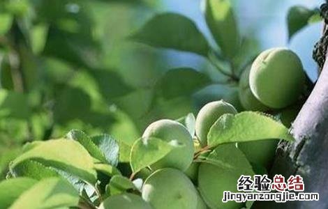 杏树花果期管理要点 杏树幼果期管理