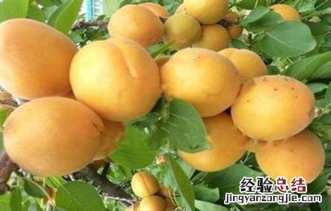 杏树花果期管理要点 杏树幼果期管理