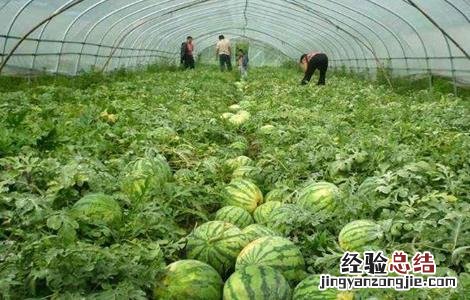 大棚西瓜种植技术和管理 大棚西瓜种植技术