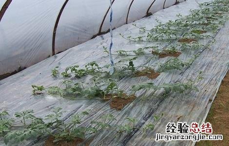 大棚西瓜种植技术和管理 大棚西瓜种植技术