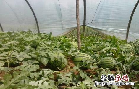 大棚西瓜种植技术和管理 大棚西瓜种植技术