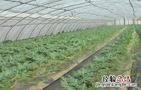 大棚西瓜种植技术和管理 大棚西瓜种植技术