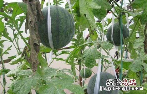 大棚西瓜种植技术和管理 大棚西瓜种植技术