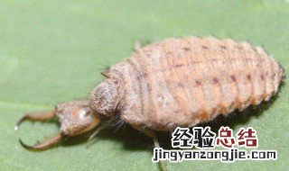 沙牛的功效与作用 沙牛的功效与作用图片哪里收