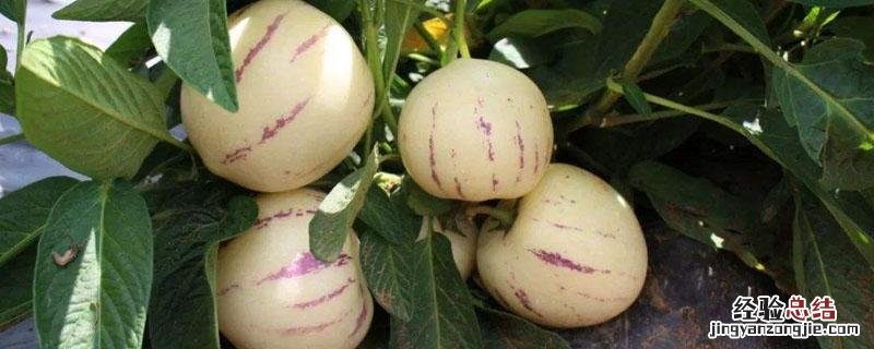 香瓜茄是人参果吗 香瓜茄为什么叫人参果