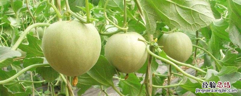 香瓜和黄瓜种植有什么区别 黄香瓜和白香瓜的区别