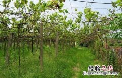 葡萄种植技术与管理 葡萄种植技术