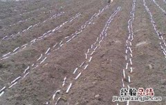 黑皮甘蔗种植技术 甘蔗种植技术