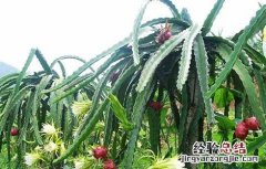 火龙果种植技术与管理讲解视频 火龙果种植技术