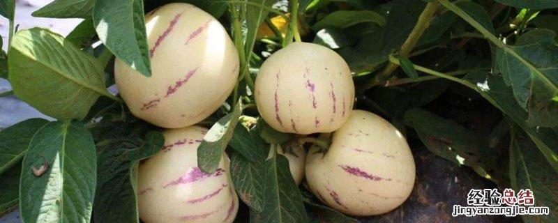 人参果栽培技术与管理 人参果种植技术与管理