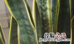 金边虎皮兰开花吗?开的花是什么颜色 金边虎皮兰开花吗