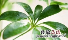鸭脚木花的寓意 鸭脚木花语是什么