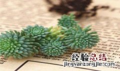 多肉球松掉叶子怎么回事儿 多肉球松掉叶子怎么回事