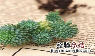 多肉球松掉叶子怎么回事儿 多肉球松掉叶子怎么回事