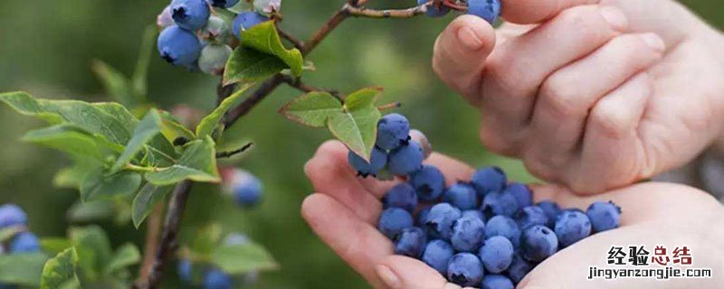 奥尼尔蓝莓适合盆栽吗 蓝莓奥尼尔适合北方种植吗