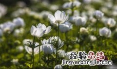 哀思寄语短句 哀思寄语