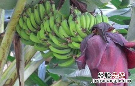 香蕉抽蕾期管理要点 粉蕉抽蕾后管理