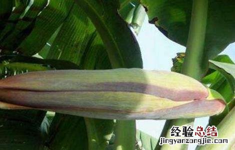 香蕉抽蕾期管理要点 粉蕉抽蕾后管理