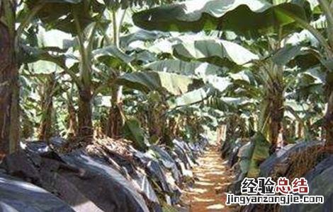 香蕉抽蕾期管理要点 粉蕉抽蕾后管理
