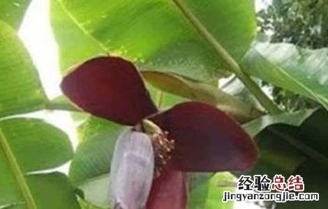 香蕉抽蕾期管理要点 粉蕉抽蕾后管理